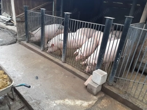 Vand porc marele alb