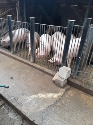 Vand porc marele alb - imagine 2