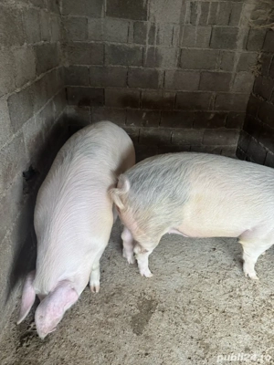 Porci crescuti in gospodarie!  - imagine 4
