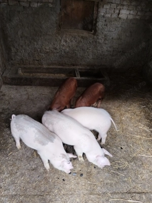 Vand purcei de 11 saptamani