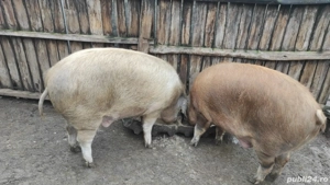Porci Rasa Duroc cu Landrace  - imagine 2