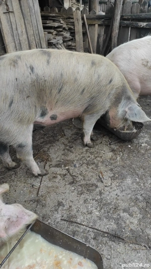 Porci Rasa Duroc cu Landrace  - imagine 4