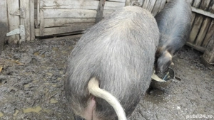 Porci Rasa Duroc cu Landrace 