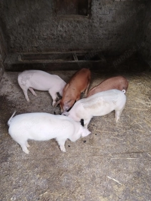 Vand purcei de 11 saptamani - imagine 3