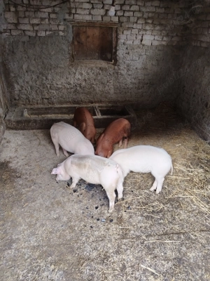 Vand purcei de 11 saptamani - imagine 2