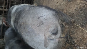 Porci de carne pietrain  - imagine 5