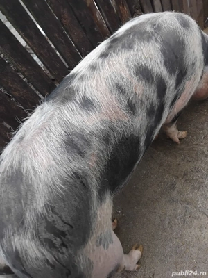   Vand porc rasa PIETRAIN - 250kg