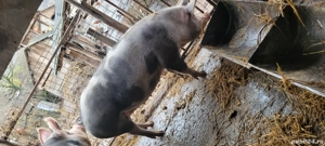 Porci de carne pietrain  - imagine 2
