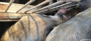 Porci de carne pietrain  - imagine 3