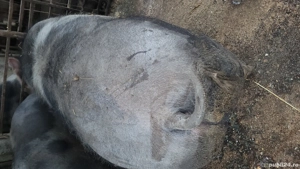 Porci de carne pietrain  - imagine 4