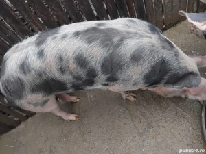   Vand porc rasa PIETRAIN - 250kg - imagine 2