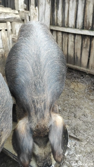 Porci de Țară Rasa Duroc cu Landrace  - imagine 4