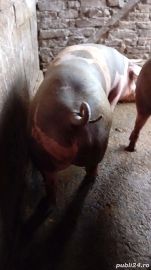 porci rasa de carne  - imagine 3