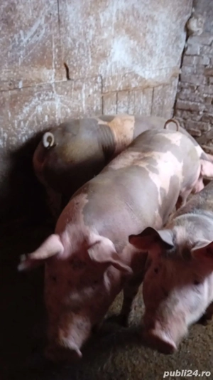 porci rasa de carne  - imagine 4