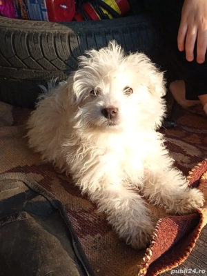 bichob havanez  - imagine 2