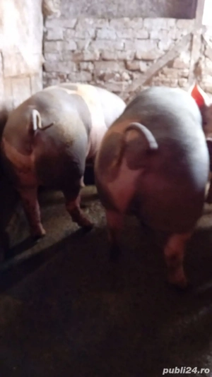 porci rasa de carne  - imagine 2
