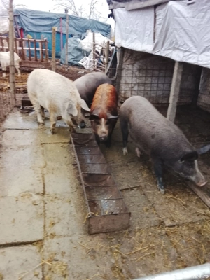 Vând porci și purcei  - imagine 2
