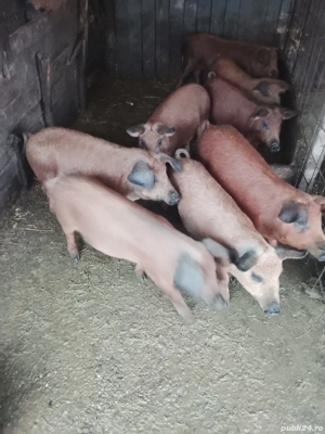 Vând porci și purcei 