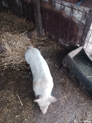 Vând porci și purcei  - imagine 3