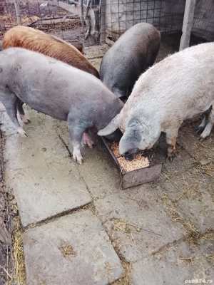 Vând porci și purcei  - imagine 5