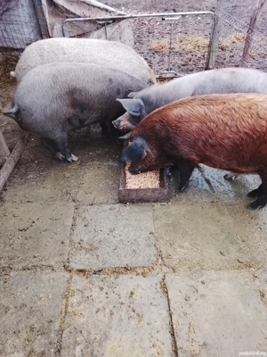 Vând porci și purcei 