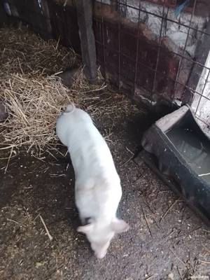 Vând porci și purcei  - imagine 2