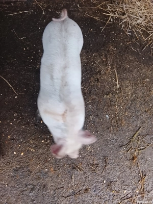 Vând porci și purcei  - imagine 4