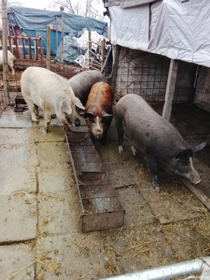 Vând porci și purcei  - imagine 3