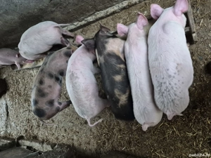 vand purcei - imagine 2