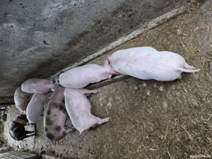 vand purcei - imagine 3