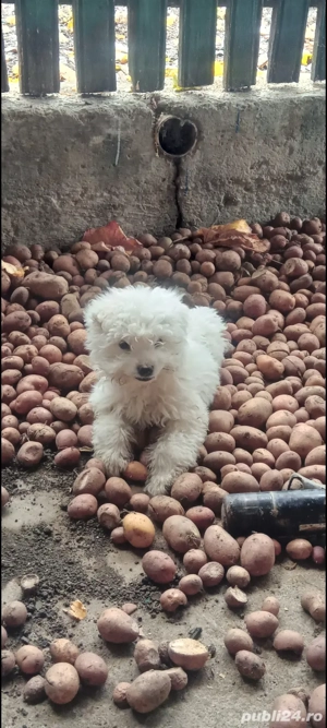 bichob havanez  - imagine 3