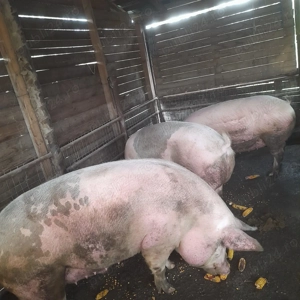 Porci de țară  - imagine 3