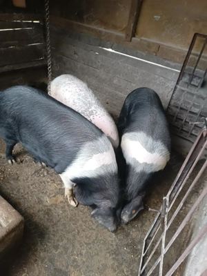 Porci crescuți cu cereale