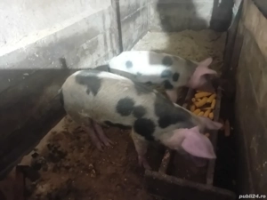 vand purcei aproximație 50kg