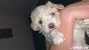 Vand bichon maltez mini toy 