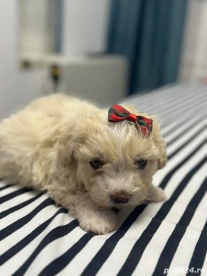 Vand bichon maltez mini toy  - imagine 3
