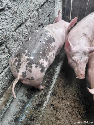 Vand purcei de monta - imagine 2