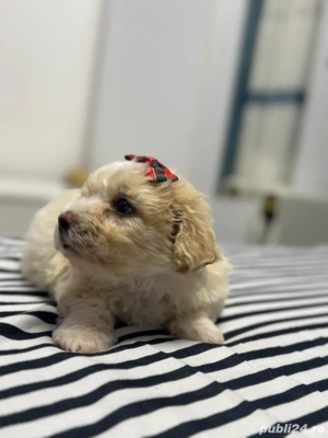 Vand bichon maltez mini toy  - imagine 2