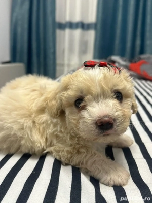 Vand bichon maltez mini toy  - imagine 4