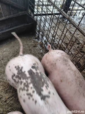 Vand purcei de monta