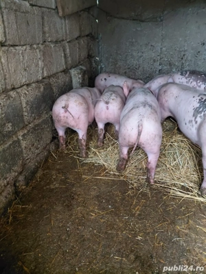 Vand purcei de monta - imagine 4