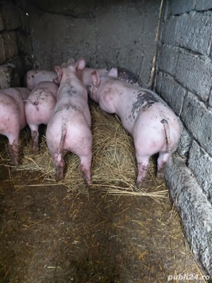 Vand purcei de monta - imagine 3