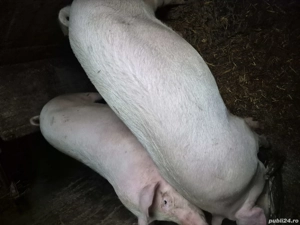 vand porc pentru sacrificare 