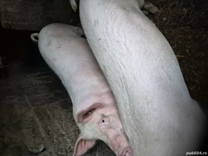 vand porc pentru sacrificare  - imagine 2