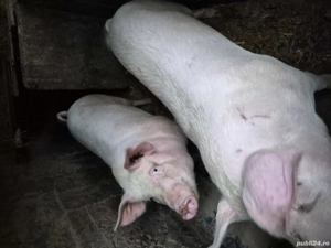 vand porc pentru sacrificare  - imagine 3