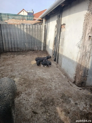 vand scroafa cu purcei  - imagine 5