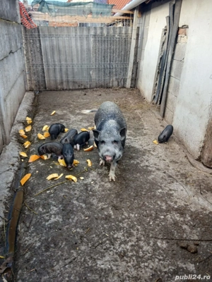 vand scroafa cu purcei  - imagine 4