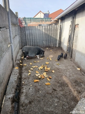 vand scroafa cu purcei  - imagine 2