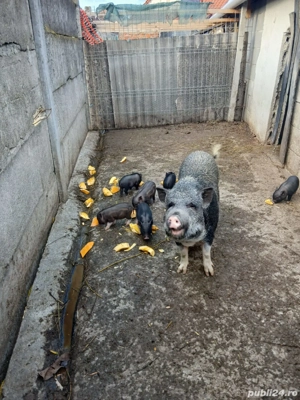 vand scroafa cu purcei  - imagine 3