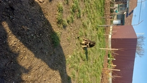 Donez ciobanesc german 2 fetite - imagine 2